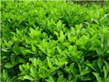 定州大葉黃楊小苗