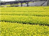 石家莊金葉女貞【佳苑苗木基地】