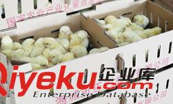 優(yōu)質(zhì)雞雛應該具備的特性