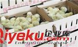 優(yōu)質(zhì)雞雛應(yīng)該具備的特性