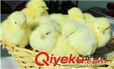 雞雛飼養(yǎng)的{zj0}季節(jié)！