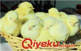 雞雛飼養(yǎng)的{zj0}季節(jié)！