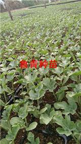 撫州西瓜苗廠 西瓜嫁接苗品種價(jià)格