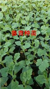 張家口自根西瓜苗 西瓜嫁接苗廠家