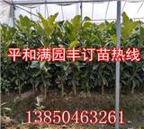 漳州蜜柚苗樹苗