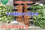廣西黃心柚子苗批發(fā)