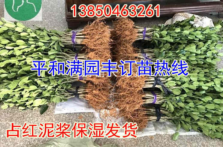 管溪红肉柚子苗树苗