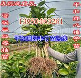 三紅蜜柚苗價格
