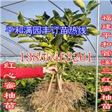 三紅柚子苗樹苗