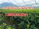 柚子苗批發價格