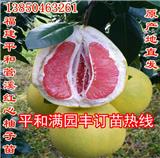 福建紅皮蜜柚苗價格