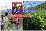 廣西黃肉蜜柚苗價格