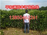 管溪黃肉蜜柚苗