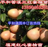 三紅柚子苗多少錢