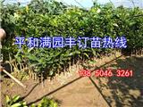 黃心柚子苗基地