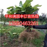 福建紅肉蜜柚苗那里有