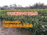 黃心柚子苗