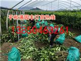 三紅柚子苗苗場