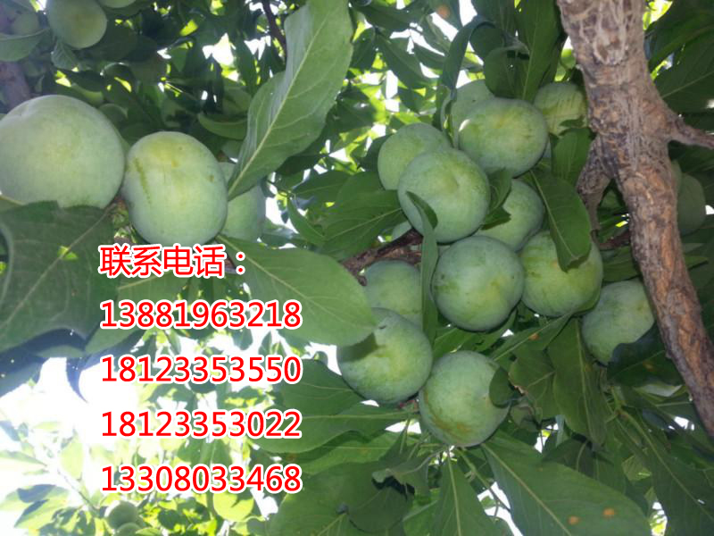 蜂糖李子苗_樱桃苗批发_成都市海艳花木专业合作社