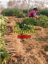 花椒樹幼苗_花椒苗種植
