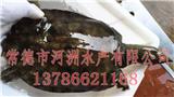 溫州水魚價(jià)格