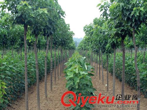 楸樹_楸樹栽植_楸樹管理_楸樹前景_楸樹價格