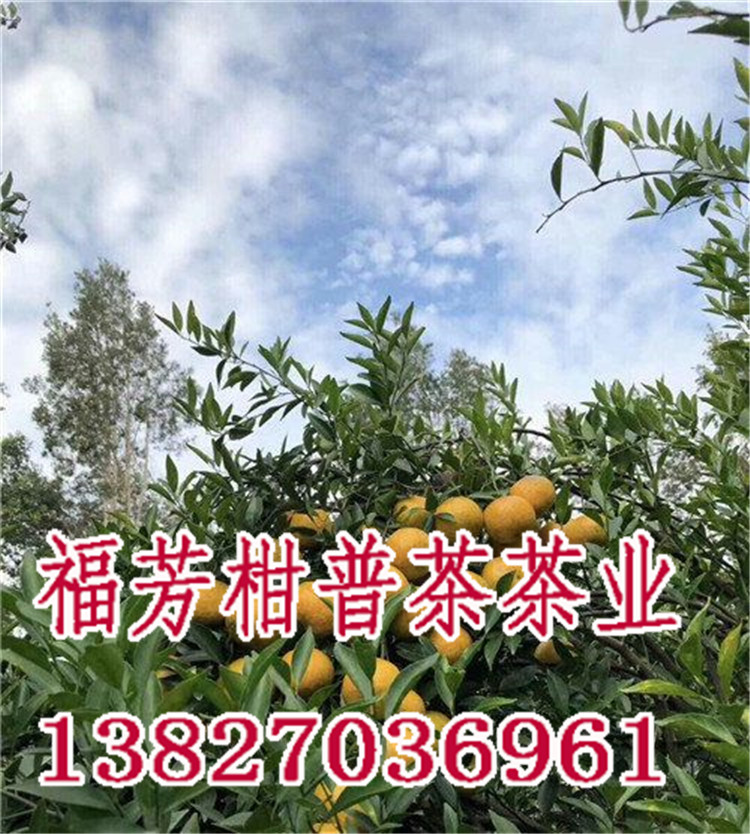 新会柑普茶代工厂哪家好_新会柑普茶哪里的好_御广陈厂家加工批发零售