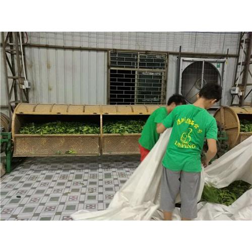 沉香制茶厂
