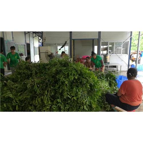 天然沉香茶厂