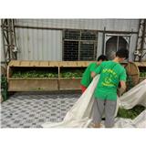 Planting agarwood trees can make people rich overnight?