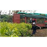 How to properly plant agarwood?