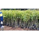 Aquilaria planting requirements