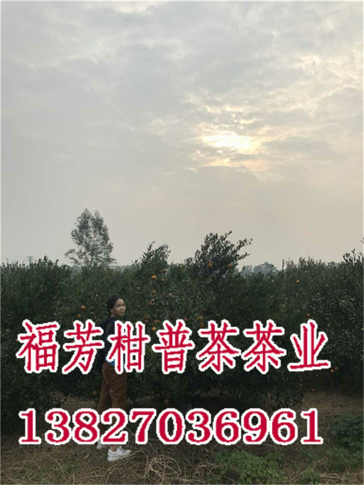 新会小青柑加工厂_新会小青柑什么牌子好_御广陈厂家加工批发零售