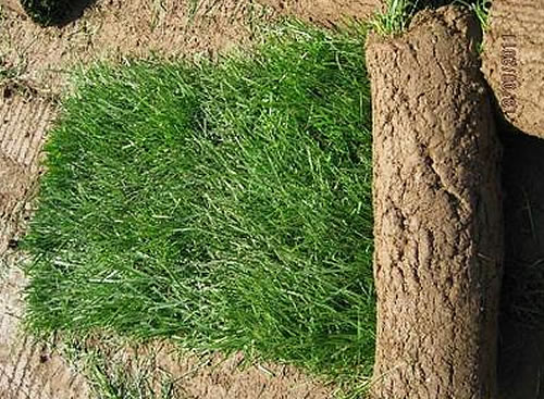 綠化草坪報價：馬尼拉草坪、四季青草、百慕大草坪翦股穎草結縷草