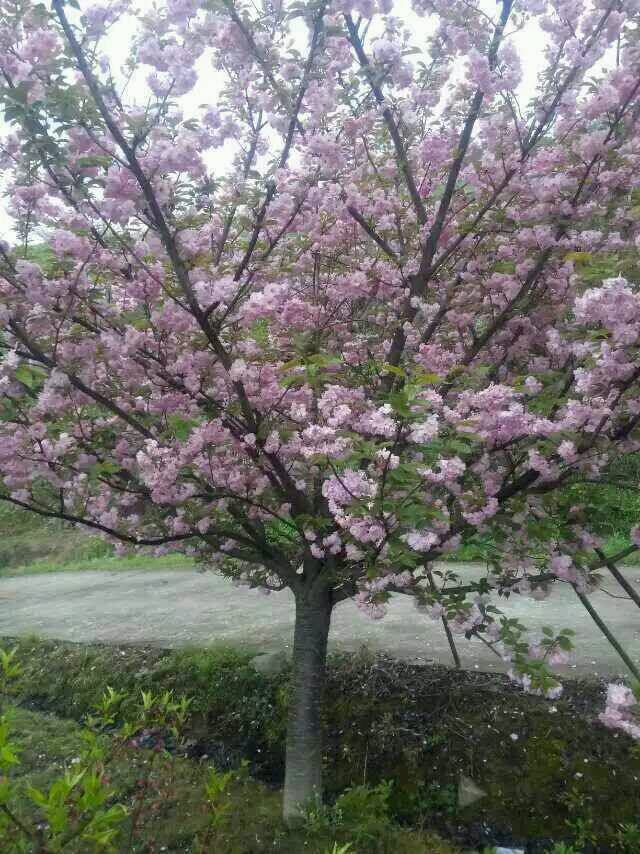 耐寒灌木報(bào)價(jià)：晚櫻、劍麻、含笑球、紅王子錦帶、花柏球、黃刺玫