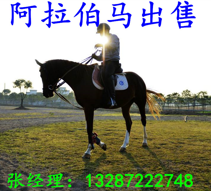 進口馬匹價格，進口馬品種，汗血馬 阿拉伯馬價格