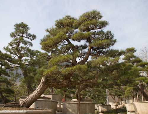 精品景觀松供應(yīng)_平頂山古松價(jià)格_萊蕪傳河景松園林有限公司