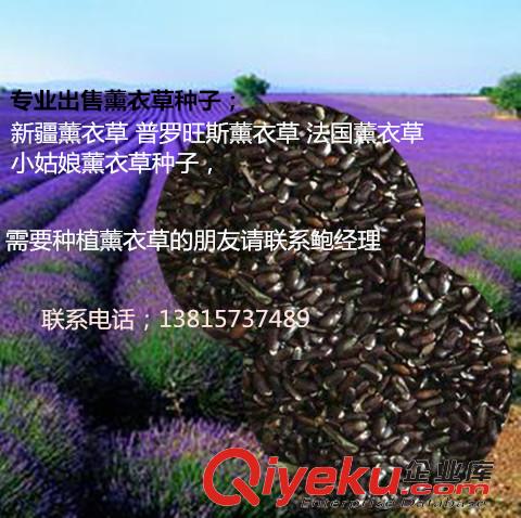 新疆薰衣草發(fā)芽率高 新品種薰衣草種子包郵大量出售