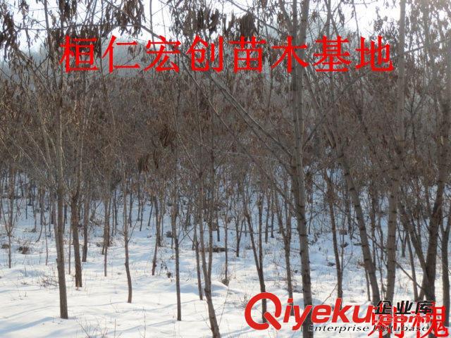 【刺槐小苗#一年生刺槐苗價格&刺槐基地】