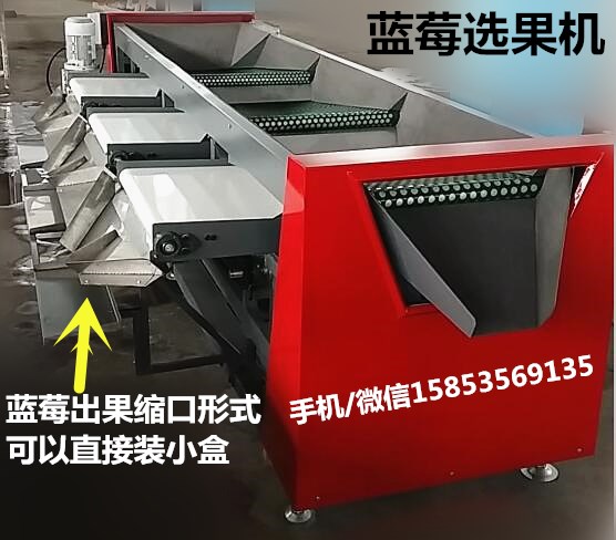 龍口偉明新型藍莓選果機不傷果粉