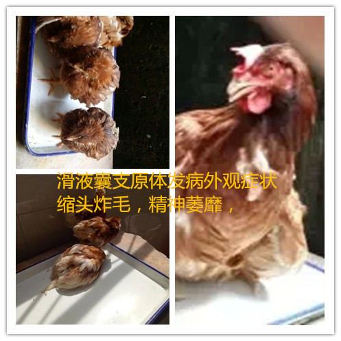 蛋鸡鸡腿关节肿大，站立不稳是什么病？