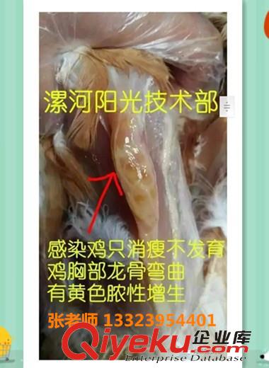 怎么有效解決雞得了滑液囊支原體病，解決雞腿關節腫大的{tx}藥