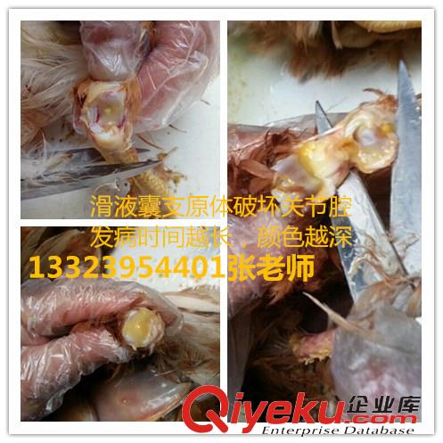 怎么有效解決雞得了滑液囊支原體病，解決雞腿關節腫大的{tx}藥