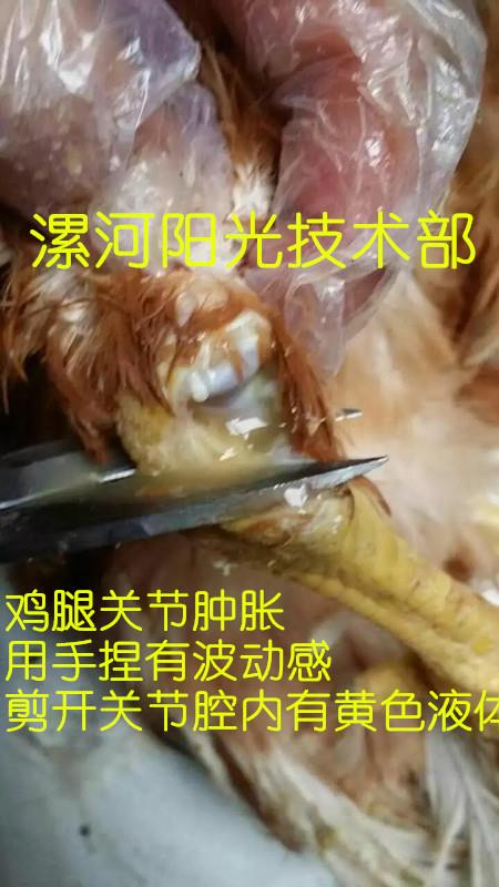 鸡滑液囊支原体首先zl{tx}药，有效zl蛋鸡滑膜炎支原体病