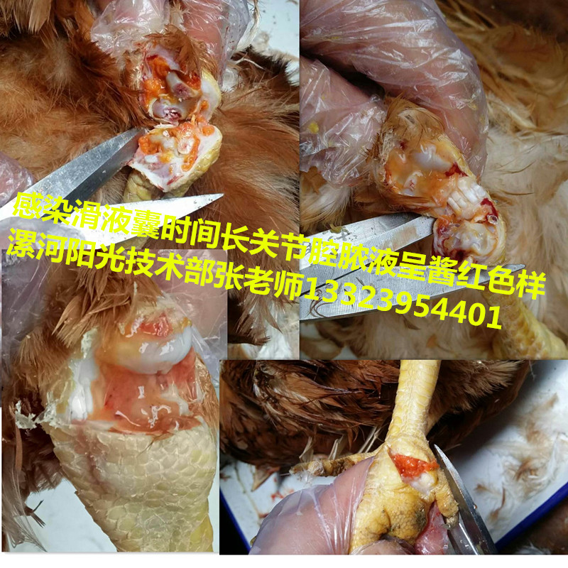 雞滑液囊支原體首先zl{tx}藥，有效zl蛋雞滑膜炎支原體病