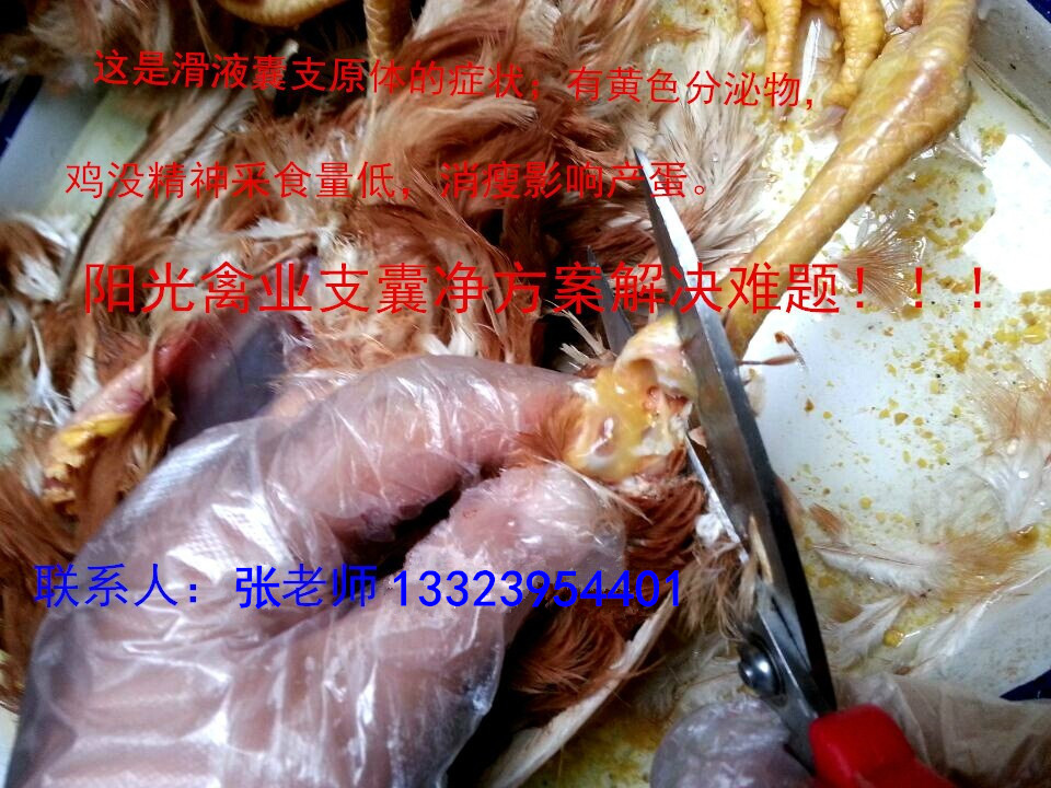 雞滑液囊支原體首先zl{tx}藥，有效zl蛋雞滑膜炎支原體病
