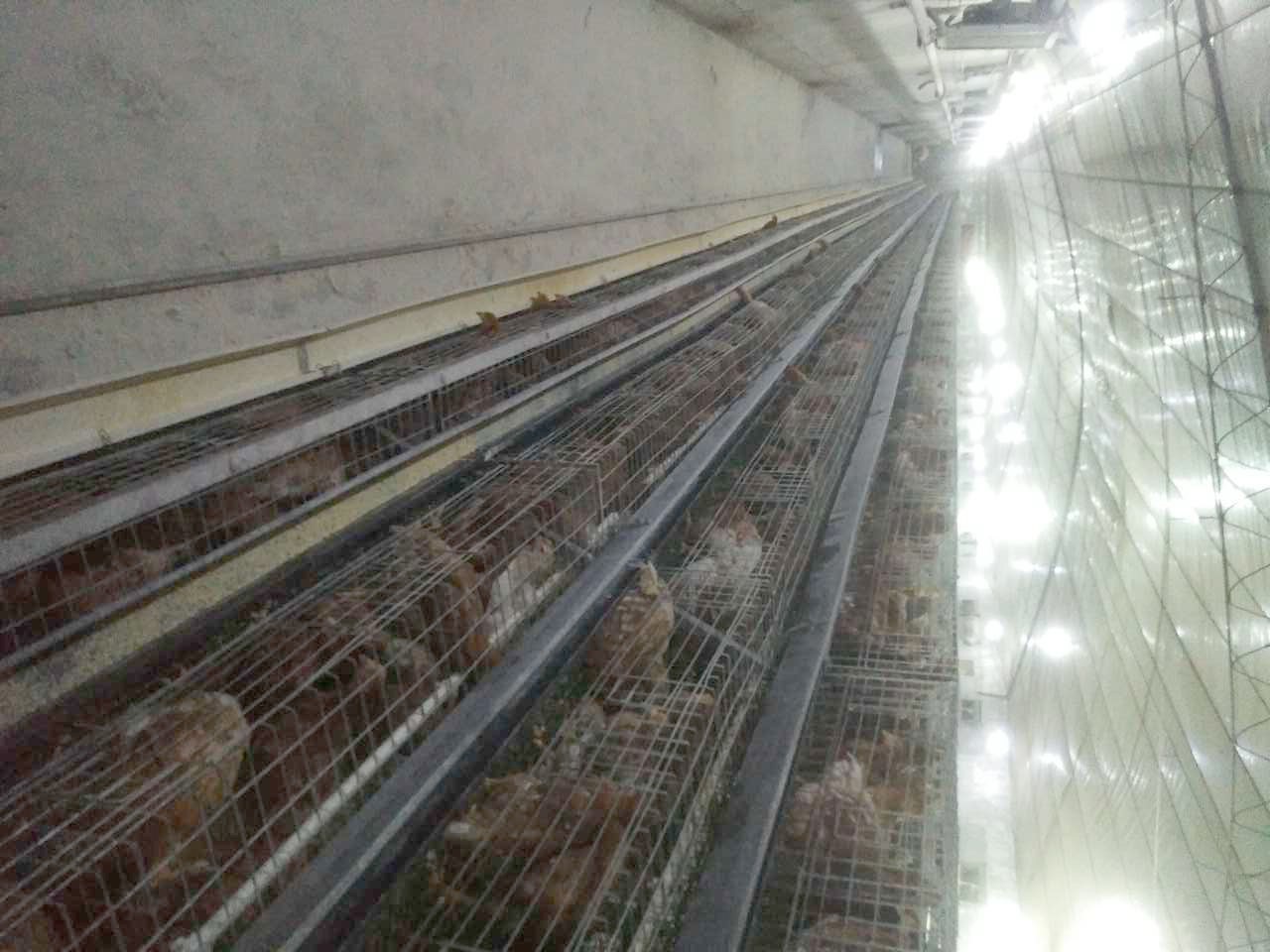 青年雞|青年雞廠家|青年雞價格|青年雞批發|優質青年雞|河南青年雞.