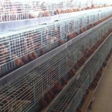 【青年雞】青年雞價格_青年雞批發_青年雞廠家