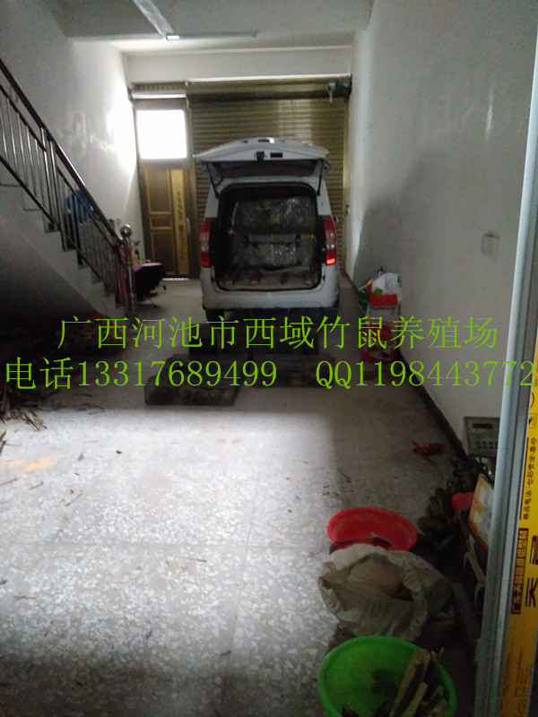廣西河池市竹鼠種苗長期批發及零售