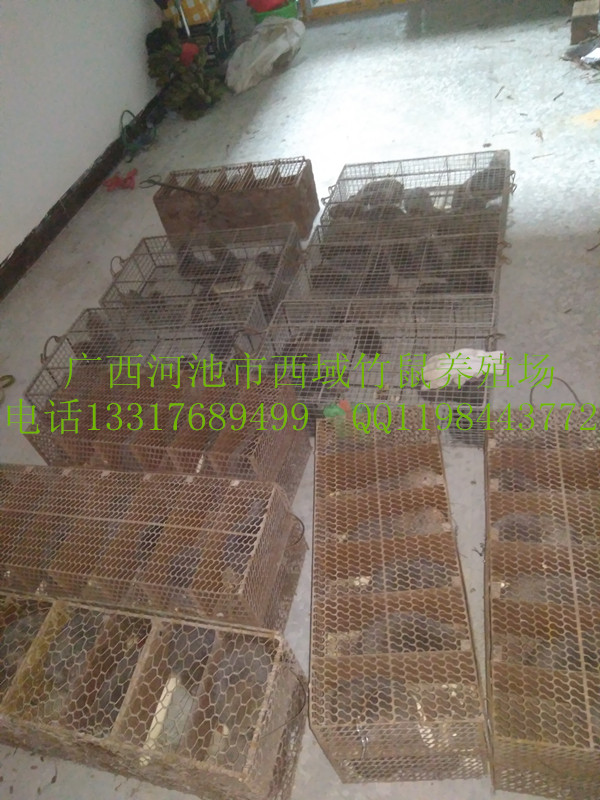 廣西河池市竹鼠種苗供應(yīng)及回收原始圖片3